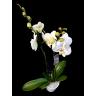 Orchidée blanche 811910